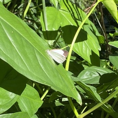 Elodina