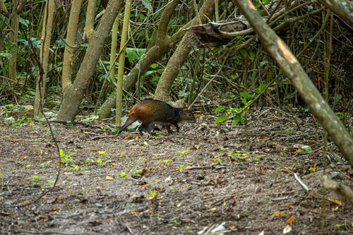 Black-rumped Agouti