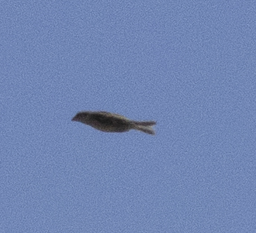 Italian Sparrow