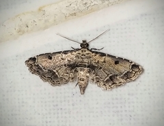 Sufetula