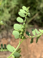 Phyllanthus asperulatus