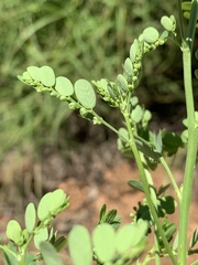 Phyllanthus asperulatus