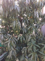 Prunus persica nucipersica