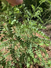 Phyllanthus asperulatus