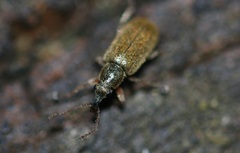 Cimberis attelaboides