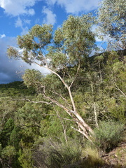 Eucalyptus nandewarica