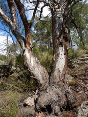 Eucalyptus nandewarica
