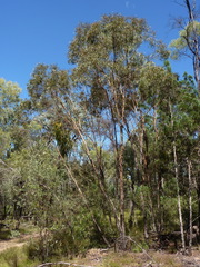 Eucalyptus bakeri