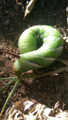 Psilogramma casuarinae