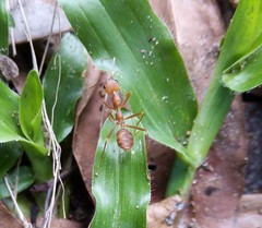 Oecophylla smaragdina