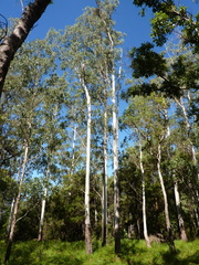 Eucalyptus dunnii