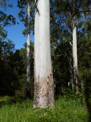 Eucalyptus dunnii