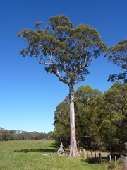 Eucalyptus brunnea