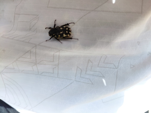 Greek Rose Chafer