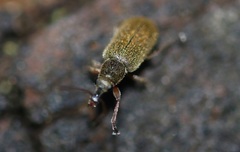 Cimberis attelaboides