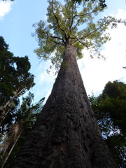 Corymbia gummifera