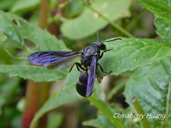 Pseudozumia indosinensis