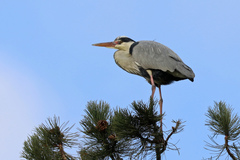 Ardea cinerea