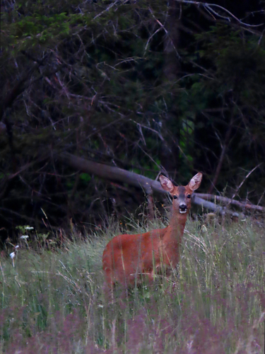 Western Roe Deer