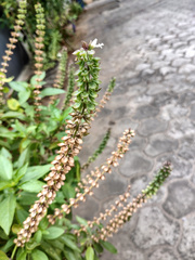 Ocimum tenuiflorum