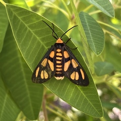 Amata aperta