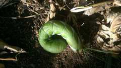 Psilogramma casuarinae