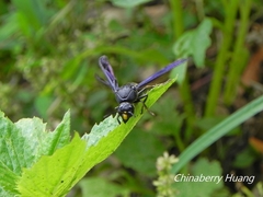 Pseudozumia indosinensis