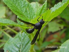 Pseudozumia indosinensis