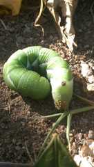 Psilogramma casuarinae