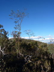 Eucalyptus pulverulenta