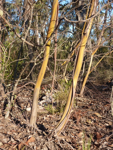 Eucalyptus pulverulenta