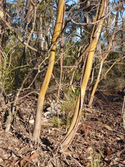 Eucalyptus pulverulenta