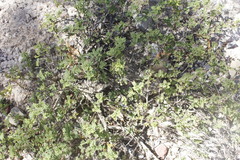 Painteria elachistophylla