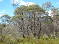Eucalyptus parvula