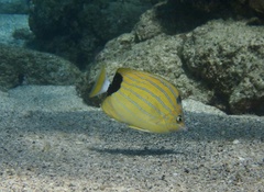 Chaetodon fremblii