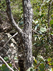 Eucalyptus scopulorum