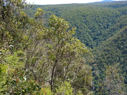 Eucalyptus scopulorum K.D.Hill 2