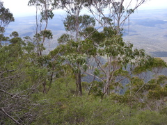 Eucalyptus imlayensis