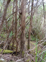 Eucalyptus imlayensis