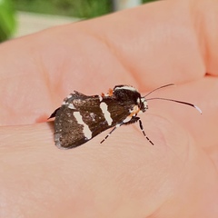 Hecatesia fenestrata