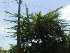 Crescentia alata