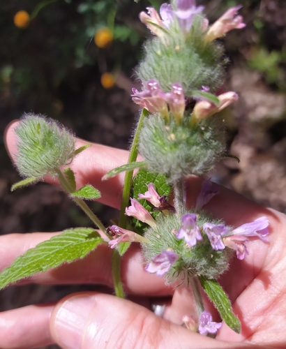 Clinopodium vulgare arundanum