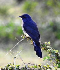 Cacomantis passerinus