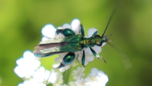 Thick-legged Flower Beetle