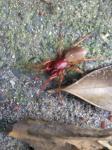 Dysderidae