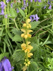 Lamium galeobdolon montanum