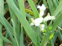 Ceratocapnos