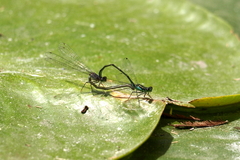 Ischnura denticollis