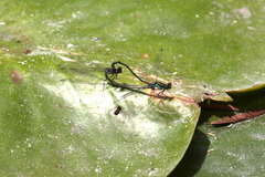 Ischnura denticollis