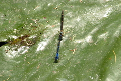 Enallagma praevarum